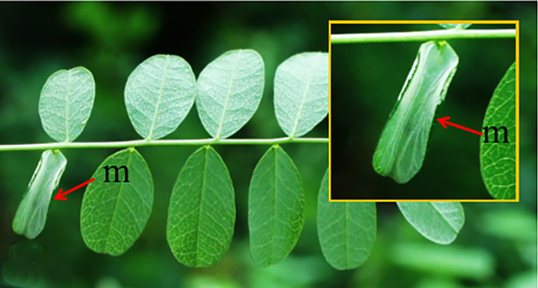 /filer/webapps/moths_gc/media/images/C/caraganella_Phyllonorycter_mine_Kirichenko-et-al_2019_35_F.jpg
