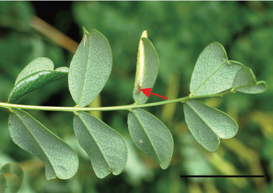 /filer/webapps/moths_gc/media/images/C/caraganella_Phyllonorycter_pupa_Kirichenko-et-al_2019_32.jpg