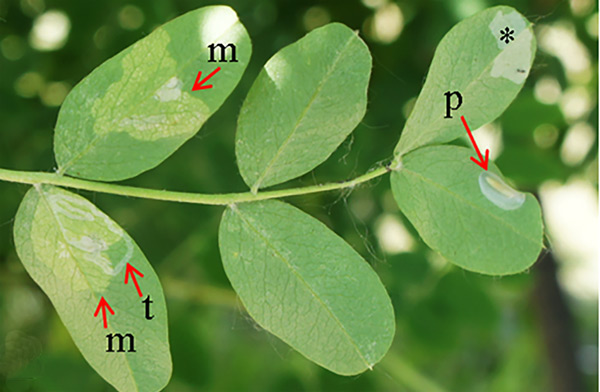 /filer/webapps/moths_gc/media/images/C/caraganella_Phyllonorycter_pupa_Kirichenko-et-al_2019_34.jpg