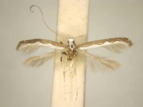 /filer/webapps/moths_gc/media/images/C/carcharota_Dialectica_MT_TMSA6120.jpg