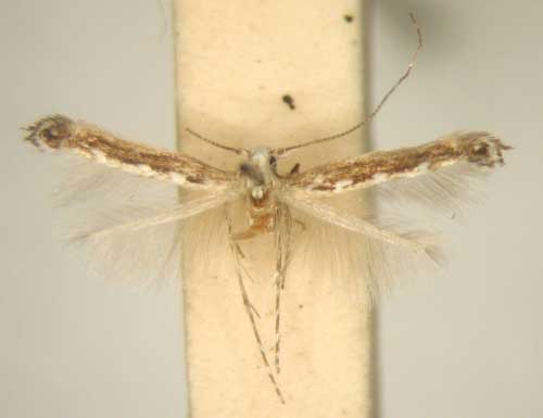 /filer/webapps/moths_gc/media/images/C/cardamitis_Stomphastis_MT_TMSA5960.jpg