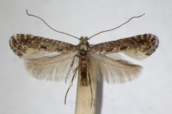 /filer/webapps/moths_gc/media/images/C/carpinella_Parornix_A_ZSM_3.jpg