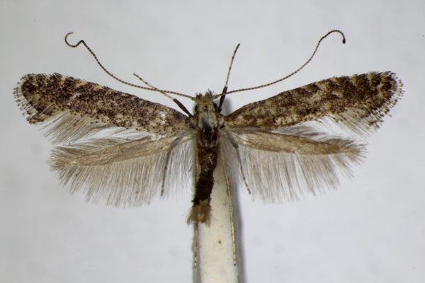 /filer/webapps/moths_gc/media/images/C/carpinella_Parornix_A_ZSM_4.jpg
