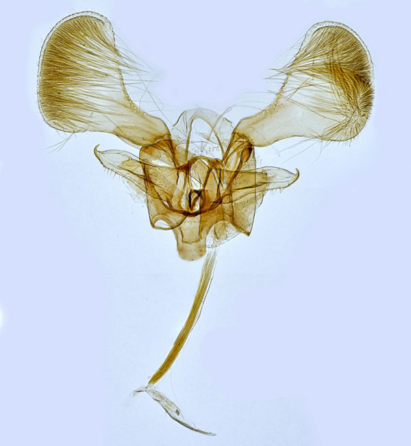 /filer/webapps/moths_gc/media/images/C/carpinella_Parornix_GM_Hall.jpg