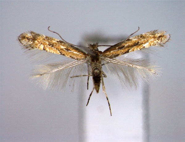 /filer/webapps/moths_gc/media/images/C/carpini_Phyllonorycter_A_EIHU.jpg