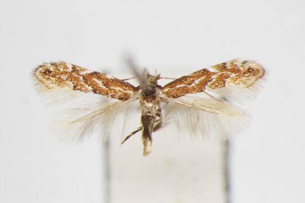 /filer/webapps/moths_gc/media/images/C/carpini_Phyllonorycter_A_ZSM.jpg