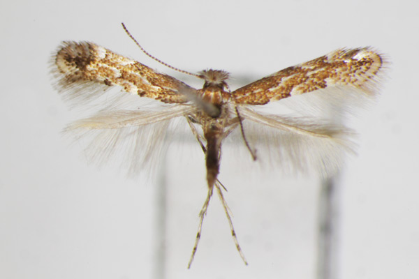 /filer/webapps/moths_gc/media/images/C/carpini_Phyllonorycter_A_ZSM_2.jpg