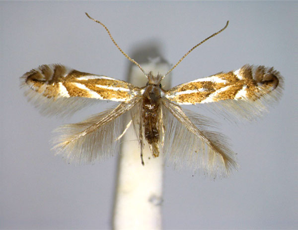 /filer/webapps/moths_gc/media/images/C/carpinicolella_Phyllonorycter_A_EIHU.jpg