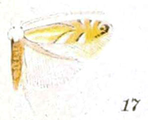 /filer/webapps/moths_gc/media/images/C/caryaealbella_Lithocolletis_HT_Braun_21-17.jpg