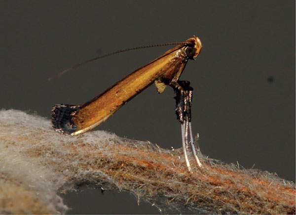 /filer/webapps/moths_gc/media/images/C/cataractias_Caloptilia_A_Triberti-etal_2024_31.jpg