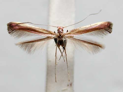 /filer/webapps/moths_gc/media/images/C/cataractias_Caloptilia_MT_TMSA333a.jpg