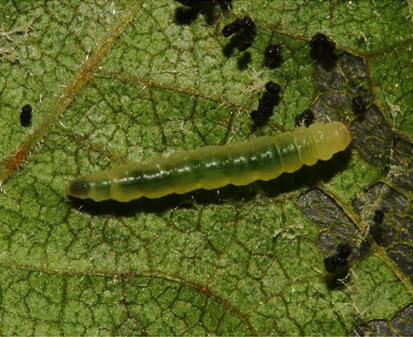 /filer/webapps/moths_gc/media/images/C/cataractias_Caloptilia_larva_Triberti-etal_2024_45.jpg