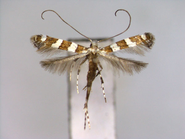 /filer/webapps/moths_gc/media/images/C/cathedraea_Telamoptilia_A_EIHU.jpg