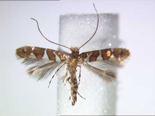 /filer/webapps/moths_gc/media/images/C/caudasimplex_Phyllonorycter_A_BMNH.jpg