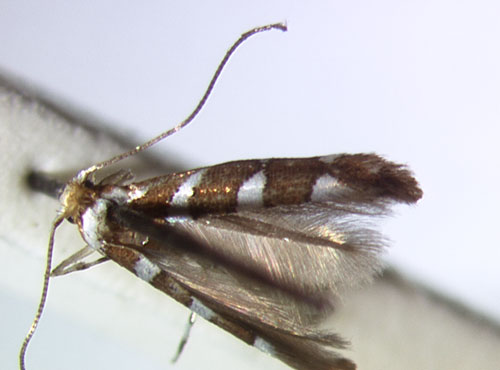 /filer/webapps/moths_gc/media/images/C/caudasimplex_Phyllonorycter_HT_BMNH.jpg