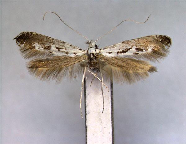 /filer/webapps/moths_gc/media/images/C/caudulatella_Ornixola_A_EIHU.jpg