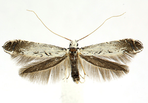 /filer/webapps/moths_gc/media/images/C/caudulatella_Ornixola_A_Knyazev-et-al_2018_265.jpg