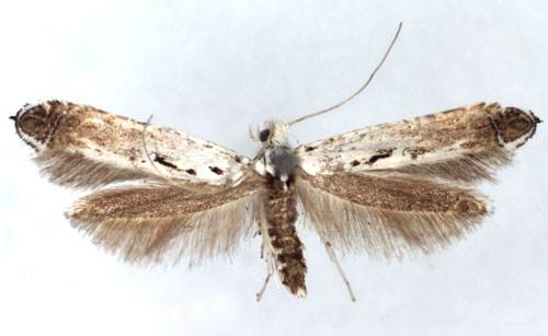 /filer/webapps/moths_gc/media/images/C/caudulatella_Ornixola_A_WJDP.jpg