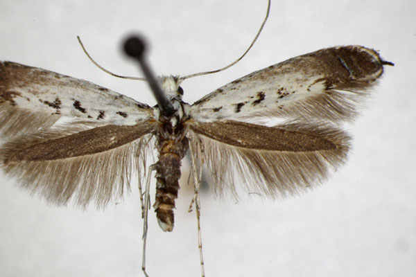 /filer/webapps/moths_gc/media/images/C/caudulatella_Ornixola_A_ZSM_4.jpg