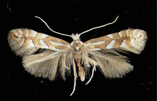 /filer/webapps/moths_gc/media/images/C/cavella_Phyllonorycter_A_Innsbruck17031950_MHNG.jpg