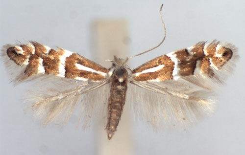 /filer/webapps/moths_gc/media/images/C/cavella_Phyllonorycter_A_WJDP.jpg