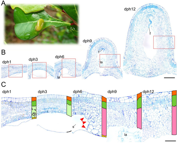 /filer/webapps/moths_gc/media/images/C/cecidophora_Caloptilia_mine_Guiget-et-al_2019.jpg