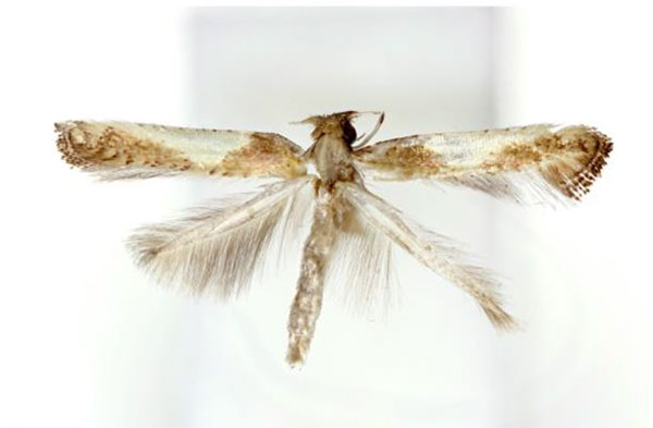 /filer/webapps/moths_gc/media/images/C/celtidis_Caloptilia_A_Kim-etal_2022_6.jpg