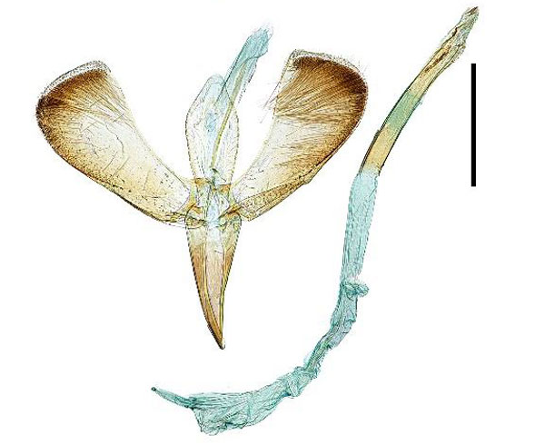 /filer/webapps/moths_gc/media/images/C/celtidis_Caloptilia_GM_Kim-etal_2022_4.jpg