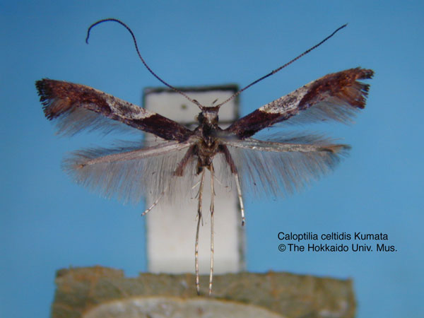 /filer/webapps/moths_gc/media/images/C/celtidis_Caloptilia_HT_EIHU.jpg