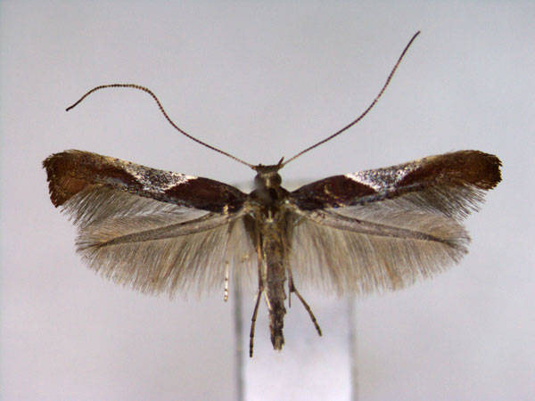 /filer/webapps/moths_gc/media/images/C/celtidis_Caloptilia_PT_EIHU.jpg