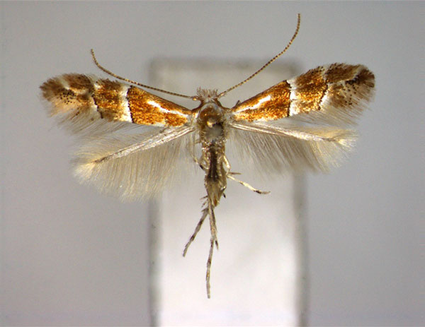 /filer/webapps/moths_gc/media/images/C/celtidis_Phyllonorycter_A_EIHU.jpg