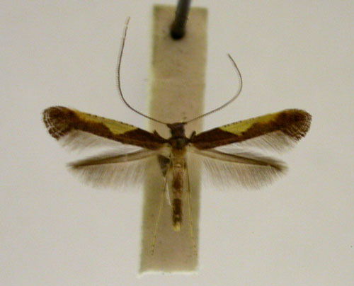 /filer/webapps/moths_gc/media/images/C/celtina_Caloptilia_PT_TMSA5617.jpg