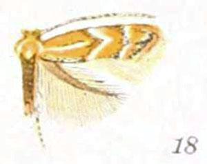 /filer/webapps/moths_gc/media/images/C/celtisella_Phyllonorycter_A_Braun_22-18.jpg