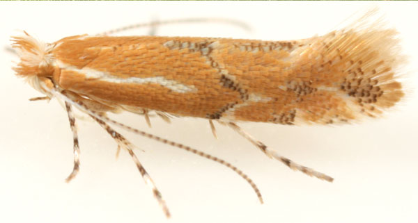 /filer/webapps/moths_gc/media/images/C/celtisella_Phyllonorycter_A_Eiseman-et-Davis_2020_214.jpg