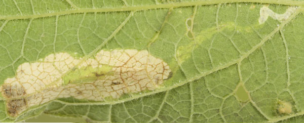 /filer/webapps/moths_gc/media/images/C/celtisella_Phyllonorycter_mine_Eiseman-et-Davis_2020_214.jpg