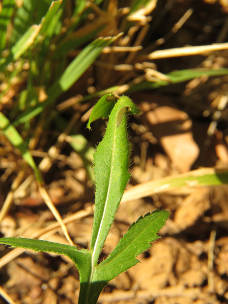 /filer/webapps/moths_gc/media/images/C/cephalariae-Phyllonorycter_Host-plant_Meert_2.jpg