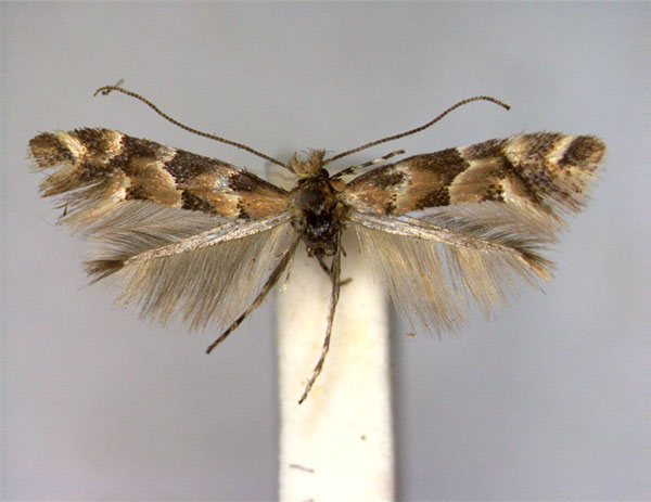 /filer/webapps/moths_gc/media/images/C/cephalariae_Phyllonorycter_A_EIHU.jpg