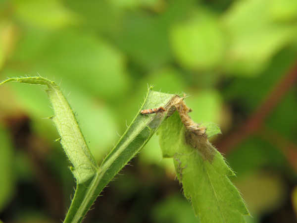 /filer/webapps/moths_gc/media/images/C/cephalariae_Phyllonorycter_A_Meert.jpg