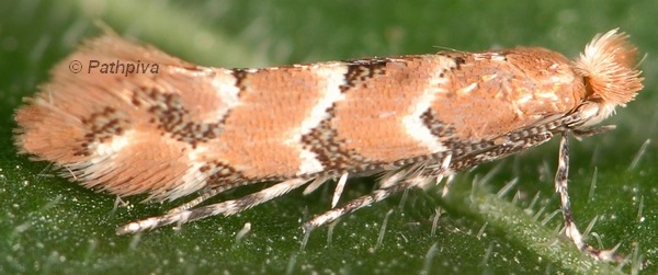 /filer/webapps/moths_gc/media/images/C/cephalariae_Phyllonorycter_A_PathPiva.jpg