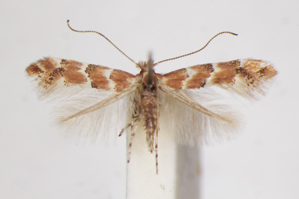 /filer/webapps/moths_gc/media/images/C/cephalariae_Phyllonorycter_A_ZSM_2.jpg