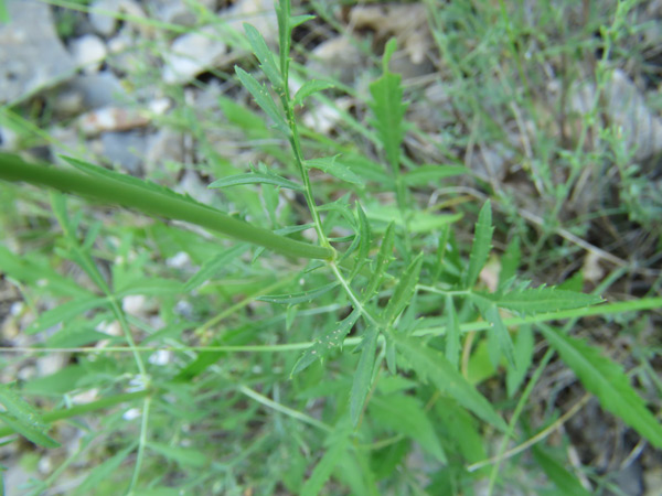 /filer/webapps/moths_gc/media/images/C/cephalariae_Phyllonorycter_Host-plant_Meert.jpg