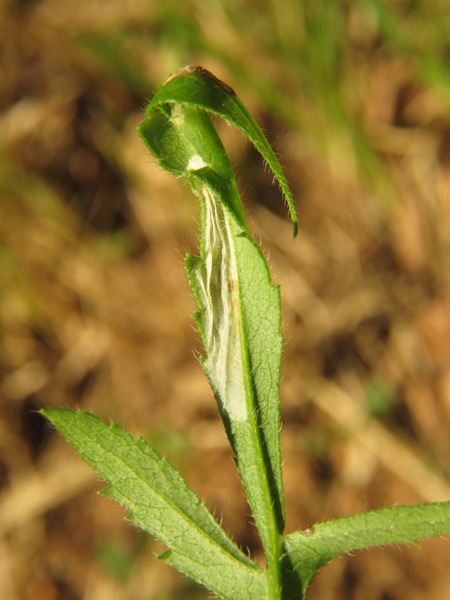 /filer/webapps/moths_gc/media/images/C/cephalariae_Phyllonorycter_mine_Meert_2.jpg