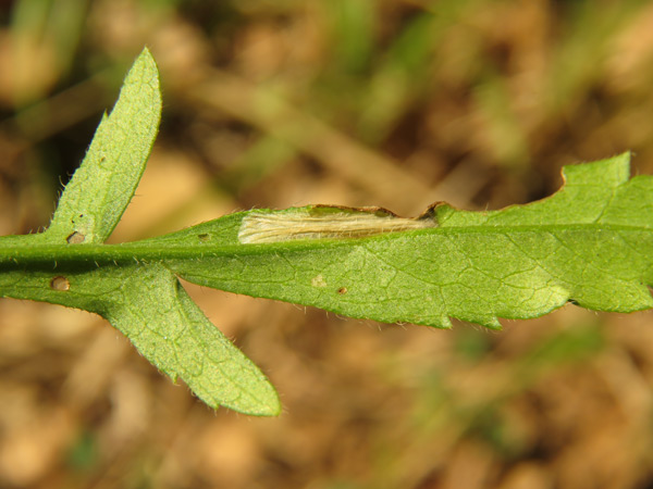 /filer/webapps/moths_gc/media/images/C/cephalariae_Phyllonorycter_mine_Meert_3.jpg