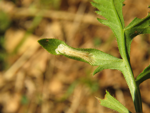 /filer/webapps/moths_gc/media/images/C/cephalariae_Phyllonorycter_mine_Meert_4.jpg