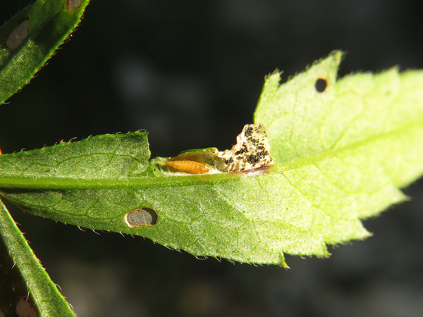 /filer/webapps/moths_gc/media/images/C/cephalariae_Phyllonorycter_pupa_Meert.jpg