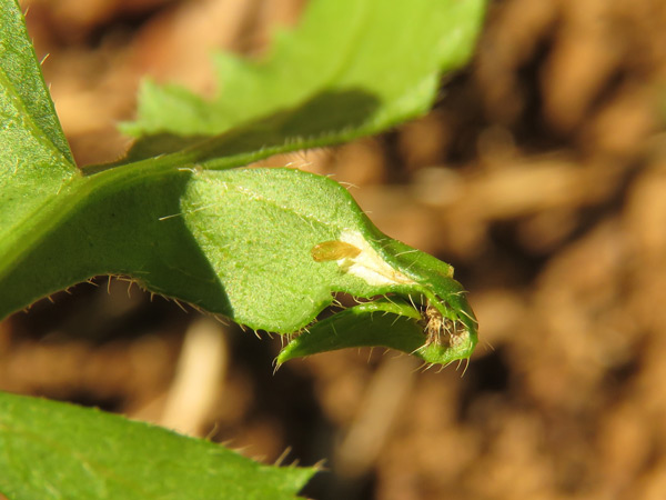 /filer/webapps/moths_gc/media/images/C/cephalariae_Phyllonorycter_pupa_Meert_2.jpg