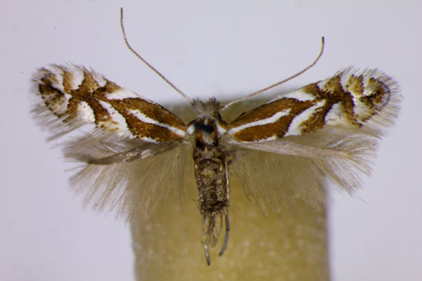 /filer/webapps/moths_gc/media/images/C/cerasicolella_Phyllonorycter_A_BMNH.jpg