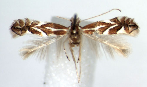 /filer/webapps/moths_gc/media/images/C/cerasicolella_Phyllonorycter_A_WJDP_01.jpg