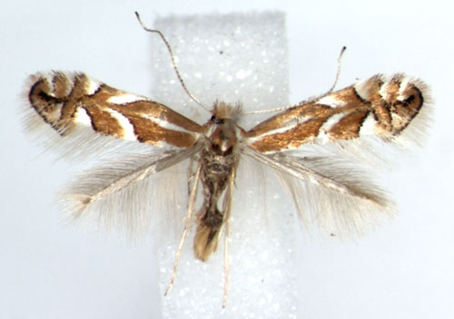 /filer/webapps/moths_gc/media/images/C/cerasicolella_Phyllonorycter_A_WJDP_02.jpg