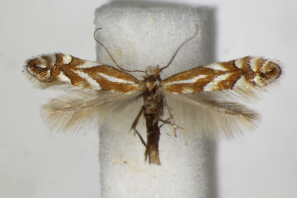 /filer/webapps/moths_gc/media/images/C/cerasicolella_Phyllonorycter_A_ZSM_5.jpg